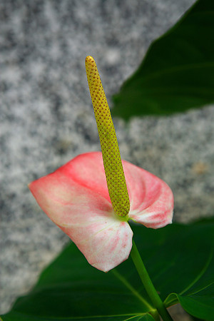 C5D - VAC 2007 - NARANJITO-TEBIN 791 AB