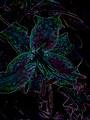 Floral and Plants