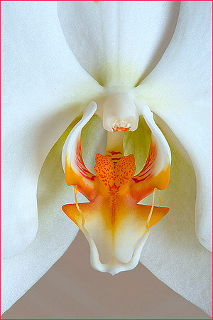 Phalaenopsis