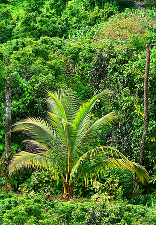 C5D - VAC 2007 - NARANJITO-TEBIN 837 AB