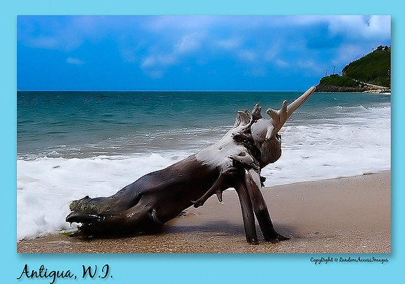 C20D - ANTIGUA 2005  109 AB WEB
